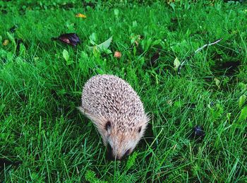 Hedgehog on grassy field