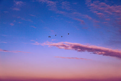 Low angle view of birds flying in sky