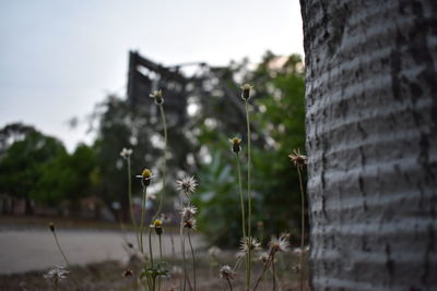 Close-up of flowering plants on land against sky