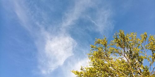 Low angle view of tree against sky