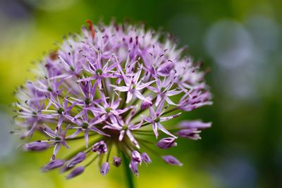 Close-up of purple flowering plant