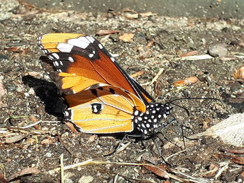 High angle view of butterfly on field