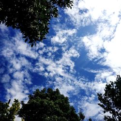 Low angle view of trees against sky