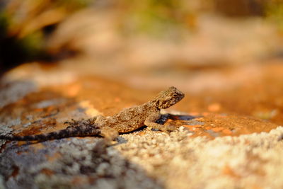 Close-up of lizard on rock