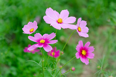 Close-up of pink cosmos flowers