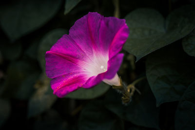 Close-up of pink rose flower