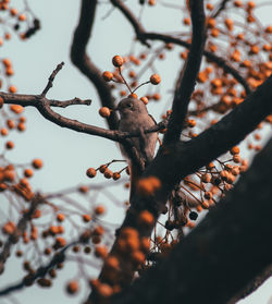 Low angle view of berries on tree