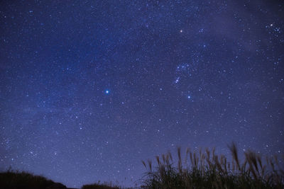 Low angle view of trees against star field at night