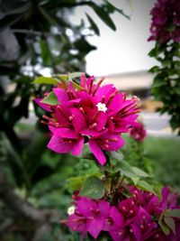 Close-up of pink flowers blooming outdoors