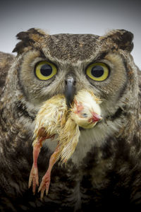 Eagle Owl