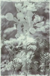 Close-up of plants