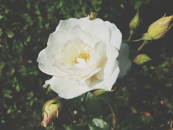 Close-up of white rose