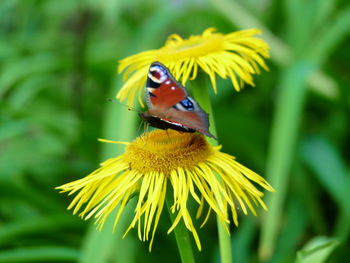 Close-up of bee on yellow flower