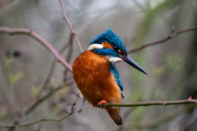 Close-up of bird perching on branch