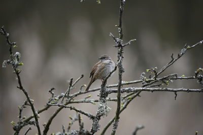 Bird perching on branch