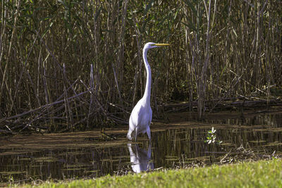 View of a bird in lake