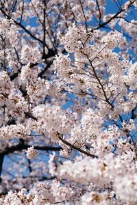 Low angle view of cherry blossoms in spring