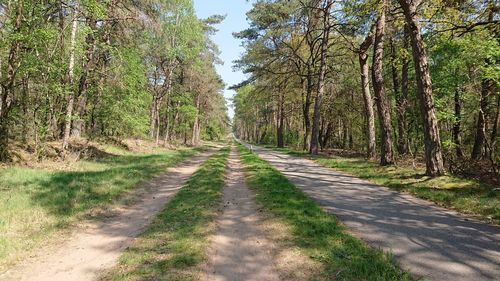 Road amidst trees in forest