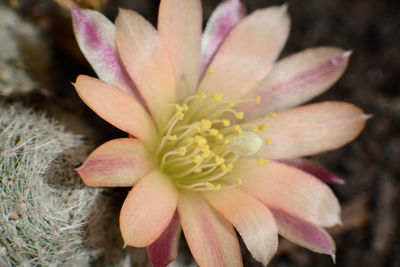 Close-up of pink flower