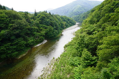 Scenic view of river flowing through forest