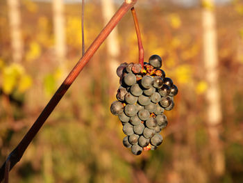 Close-up of grapes growing in vineyard