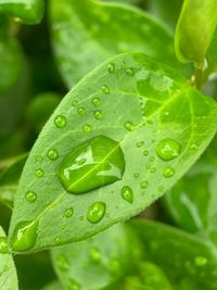 Close-up of raindrops on leaves