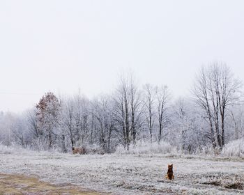 Bare trees on snow field against clear sky and dog