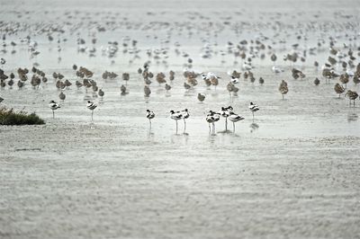 Flock of birds on beach