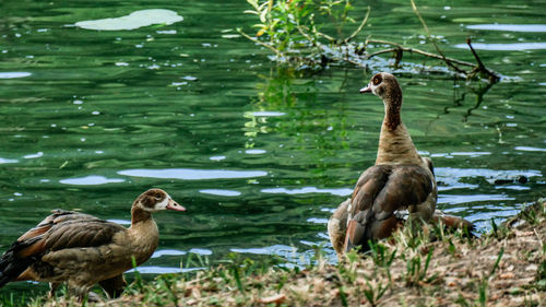 Ducks in a lake