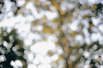 Full frame shot of plants