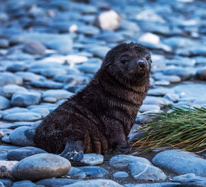 Wild animal  on rock at sea shore