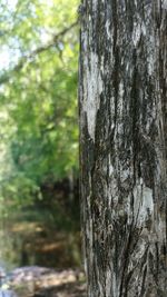 Close-up of tree trunk