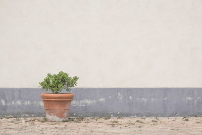 Potted plant on tiled floor against wall