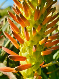 Close-up of orange flowering plant