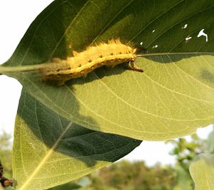 Close-up of insect on leaf