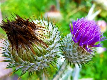 Close-up of thistle flower