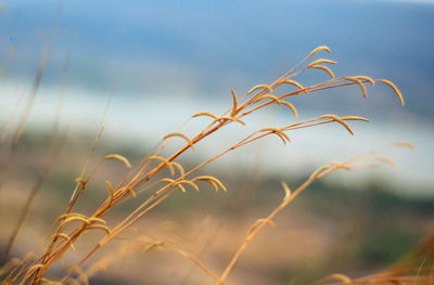 Close-up of stalks in field against sky