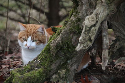 Portrait of cat on tree trunk