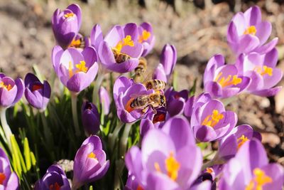 Close-up of purple crocus flowers