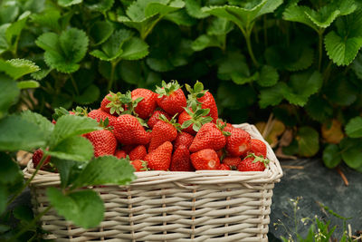 Close-up of strawberries in basket