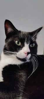 Close-up portrait of cat