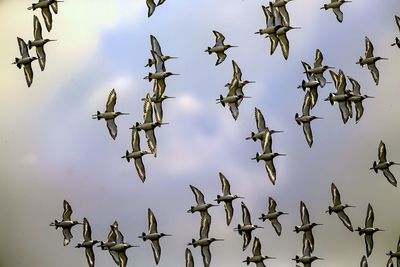 bird migration