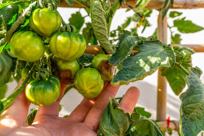 Cropped image of person holding fruits