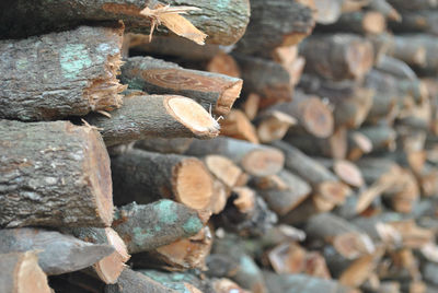 Stack of logs in forest