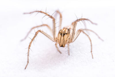 Close-up of spider on white surface