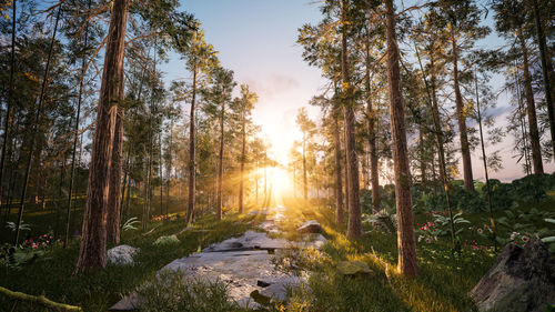 Beautiful forest with trees in the morning sunlight. 