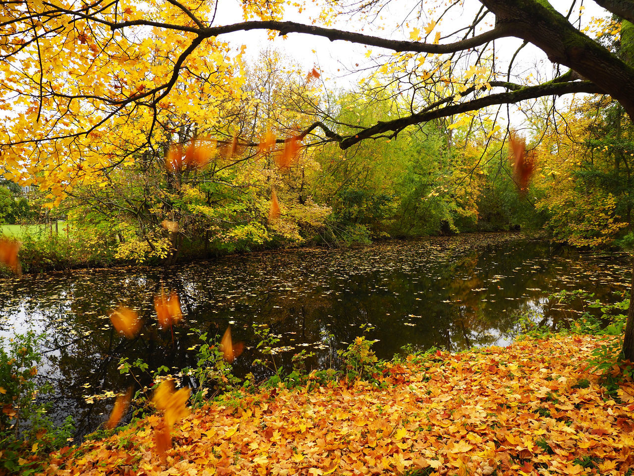 AUTUMN LEAVES IN LAKE