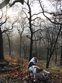 Dog on field during autumn