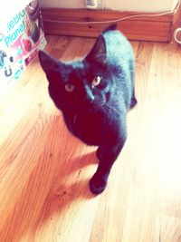 Portrait of cat on wooden floor