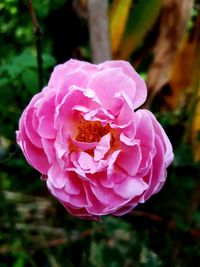 Close-up of pink rose